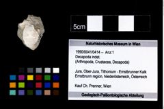 Foto (Objekt + Etikett) von Decapoda indet.  (NHMW-GEO-1990-0041-0414)